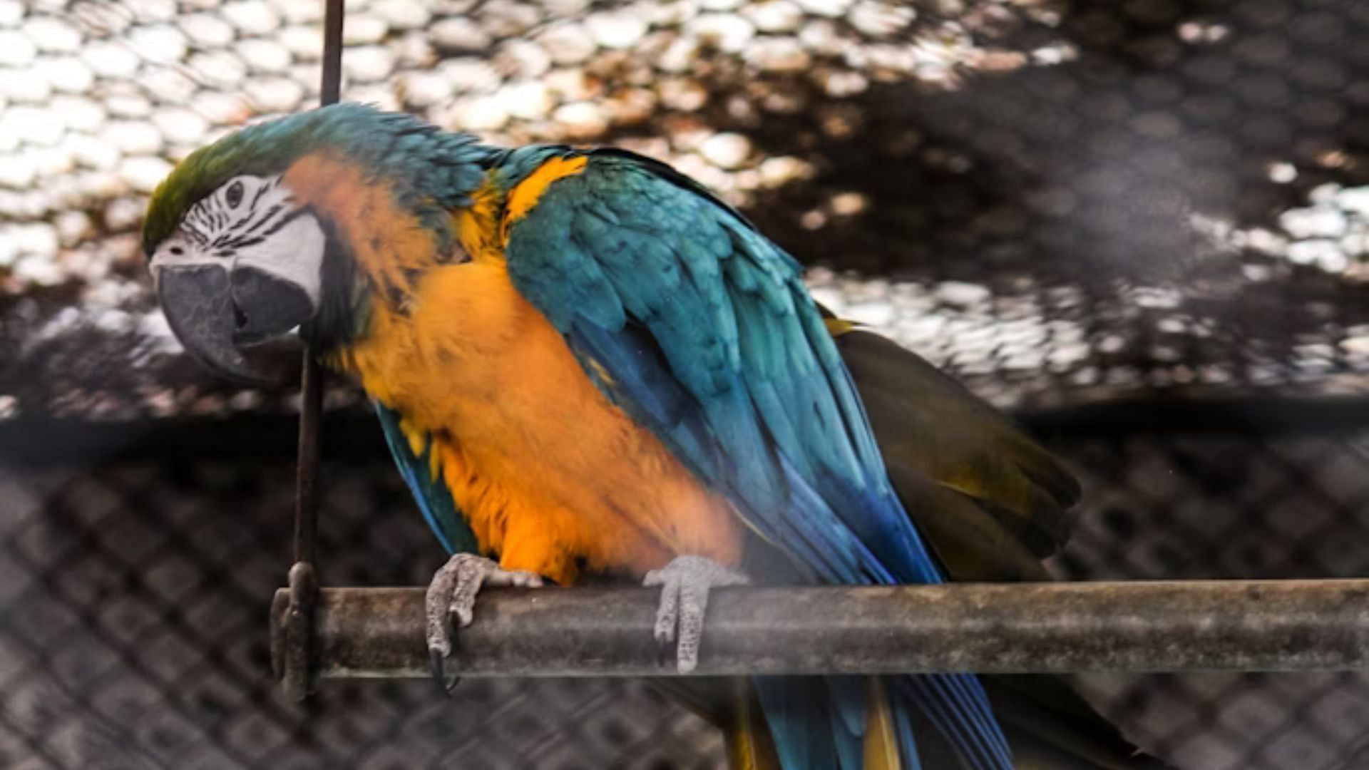 The upkeep of exotic birds drove Patricia to take drastic measures (Representative Image via Unsplash/@Aditya Sethia)
